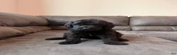 Double Doodle dogs for sale:  Amethyst - Ad 31