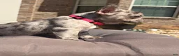 French Bulldog dogs for sale: Freeza  - Ad 10