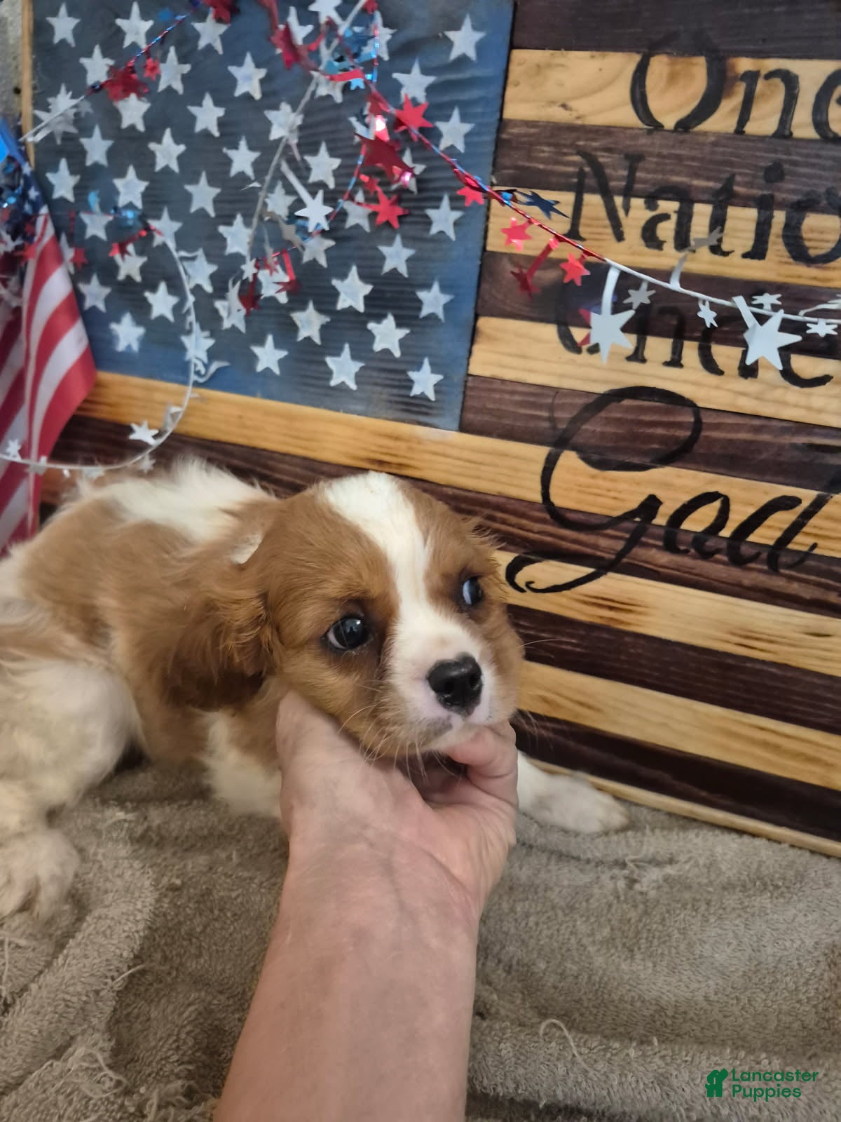 Cavalier King Charles Spaniel dogs Sugar - Ad 1