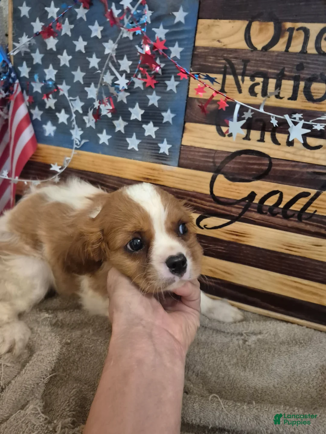 Cavalier King Charles Spaniel dogs for sale: Sugar - Ad 1