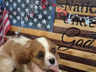 Cavalier King Charles Spaniel dogs for sale: Sugar - Ad 3