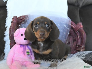 Miniature Dachshund dogs - Ad 42