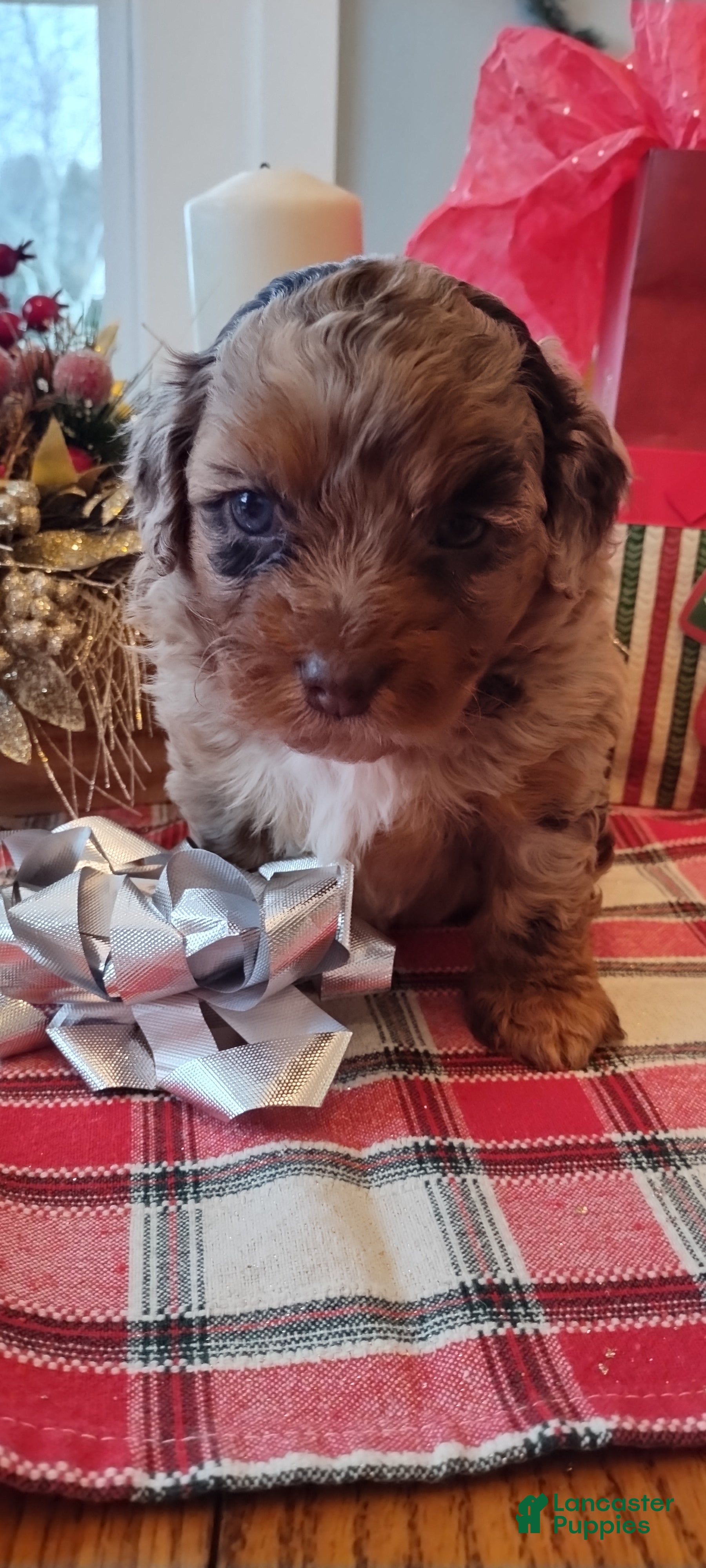 Mixed Breed dogs Bruno - Ad 11