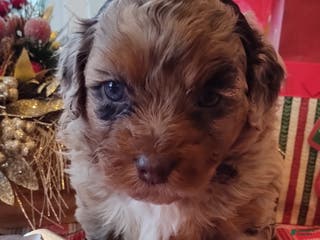 Mixed Breed dogs Bruno - Ad 34