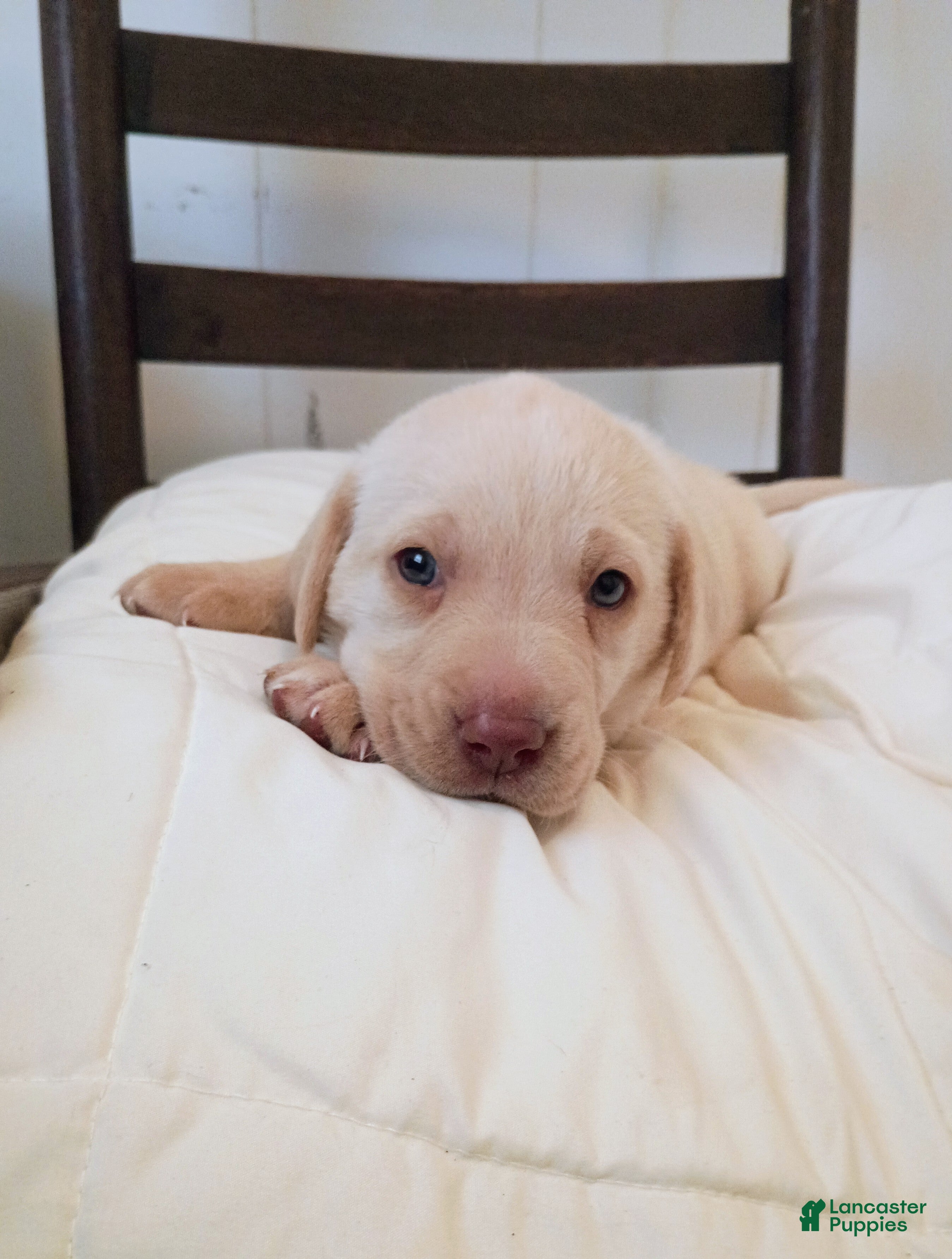Labrador Retriever dogs for sale: Labrador Retriever Puppy 3 - Ad 2