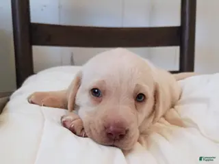 Labrador Retriever dogs for sale: Labrador Retriever Puppy 3 - Ad 2