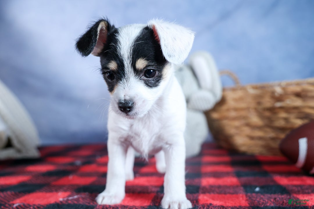 Chipoo dogs for sale: Kisses - Ad 20