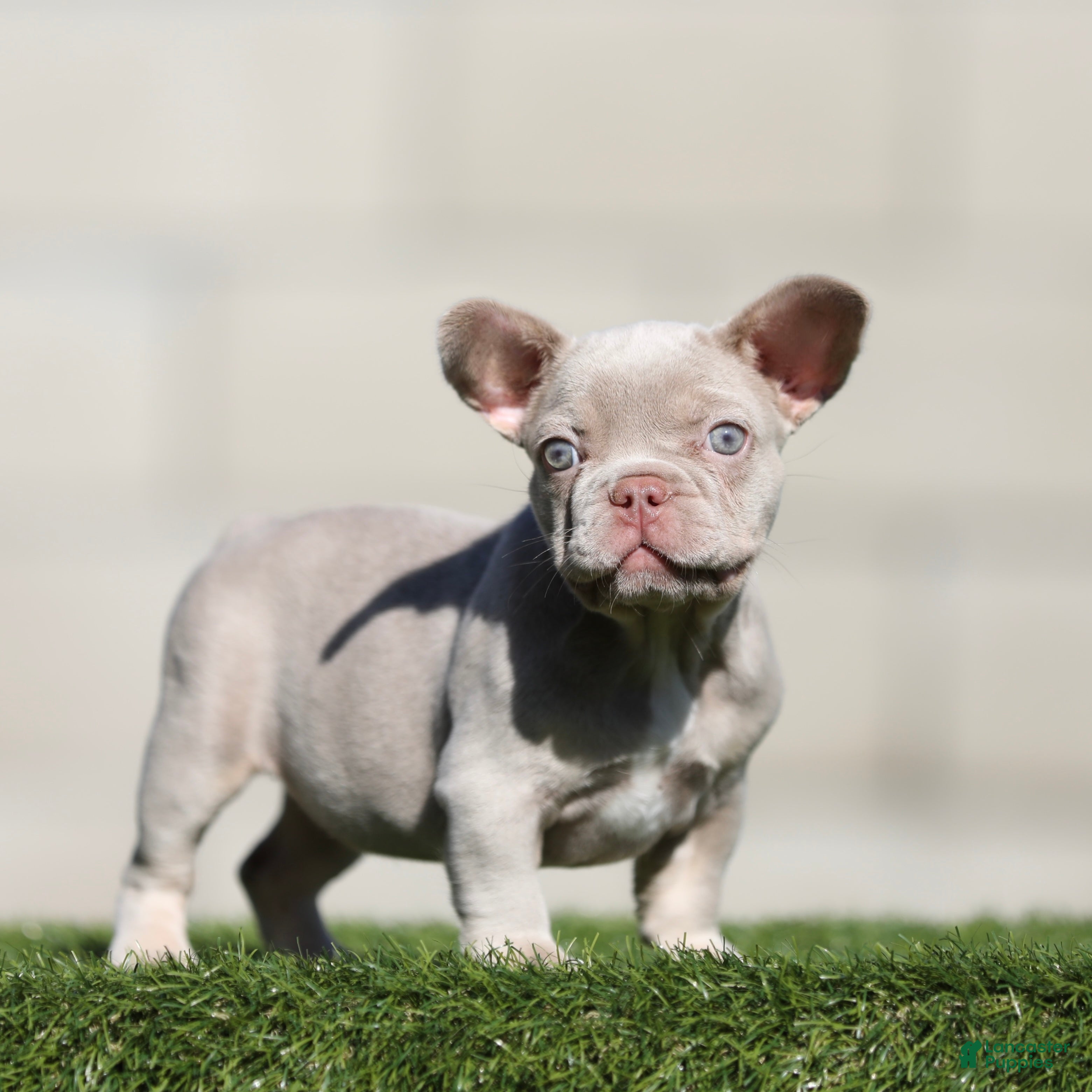 French Bulldog dogs French Bulldog 3 - Ad 16