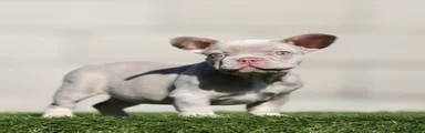 French Bulldog 3