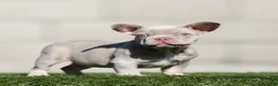 French Bulldog dogs for sale: French Bulldog 3 - Ad 1