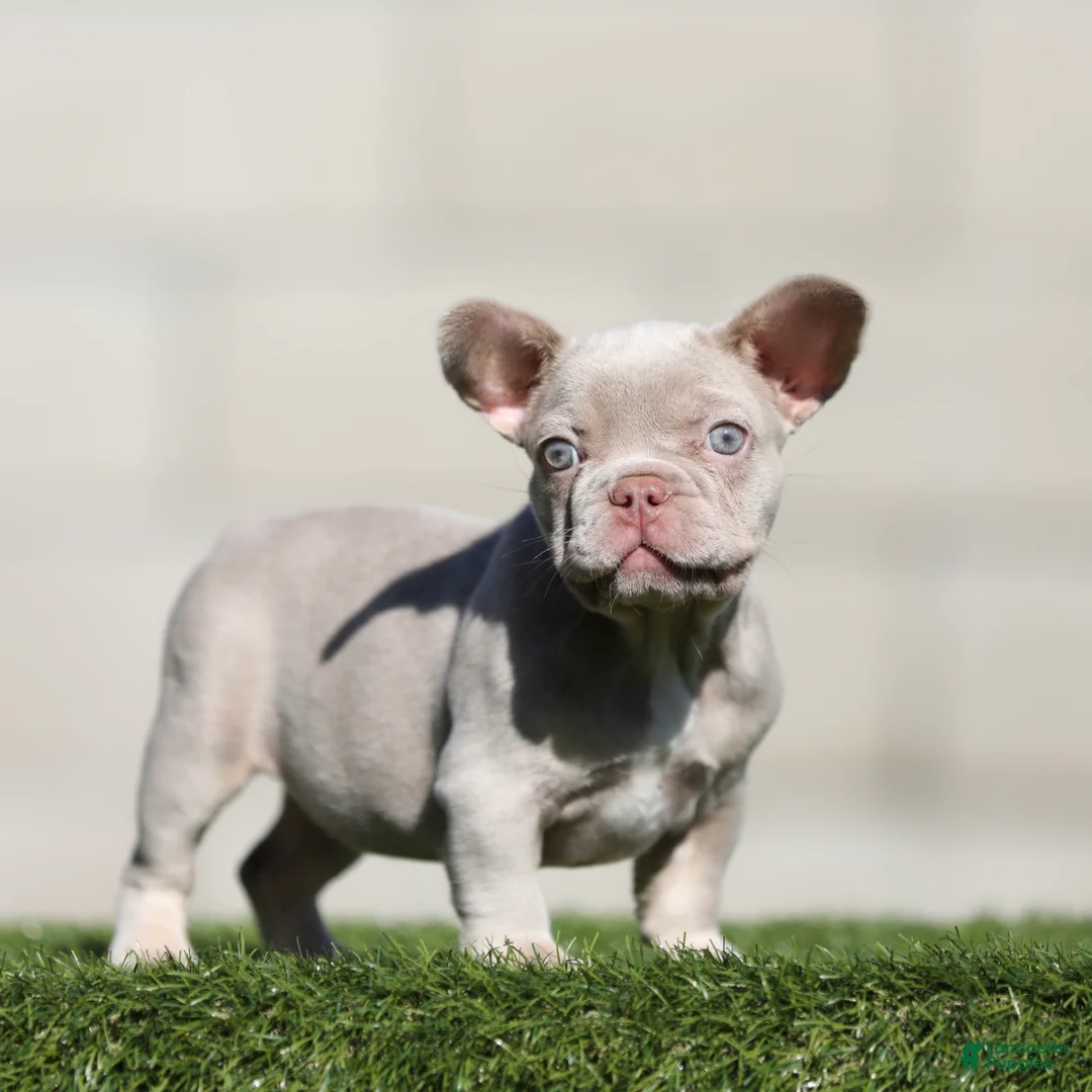 French Bulldog dogs for sale: French Bulldog 3 - Ad 1