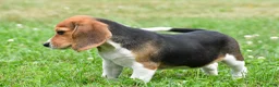 Beagle dogs for sale: Polly - Ad 4