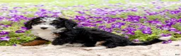 Mini Bernedoodle dogs for sale: Daisy - Ad 2