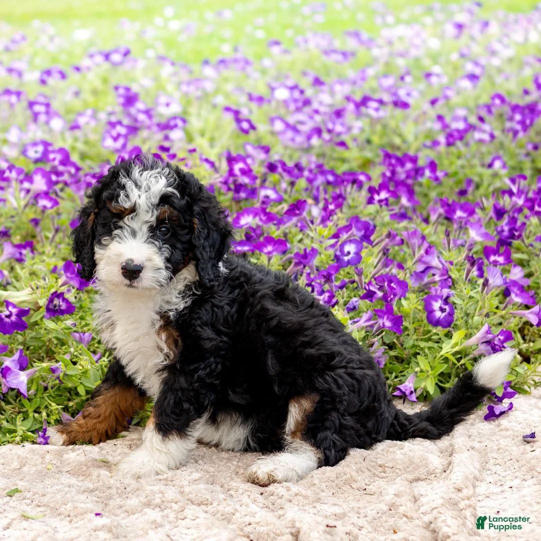 Mini Bernedoodle dogs for sale: Daisy - Ad 2