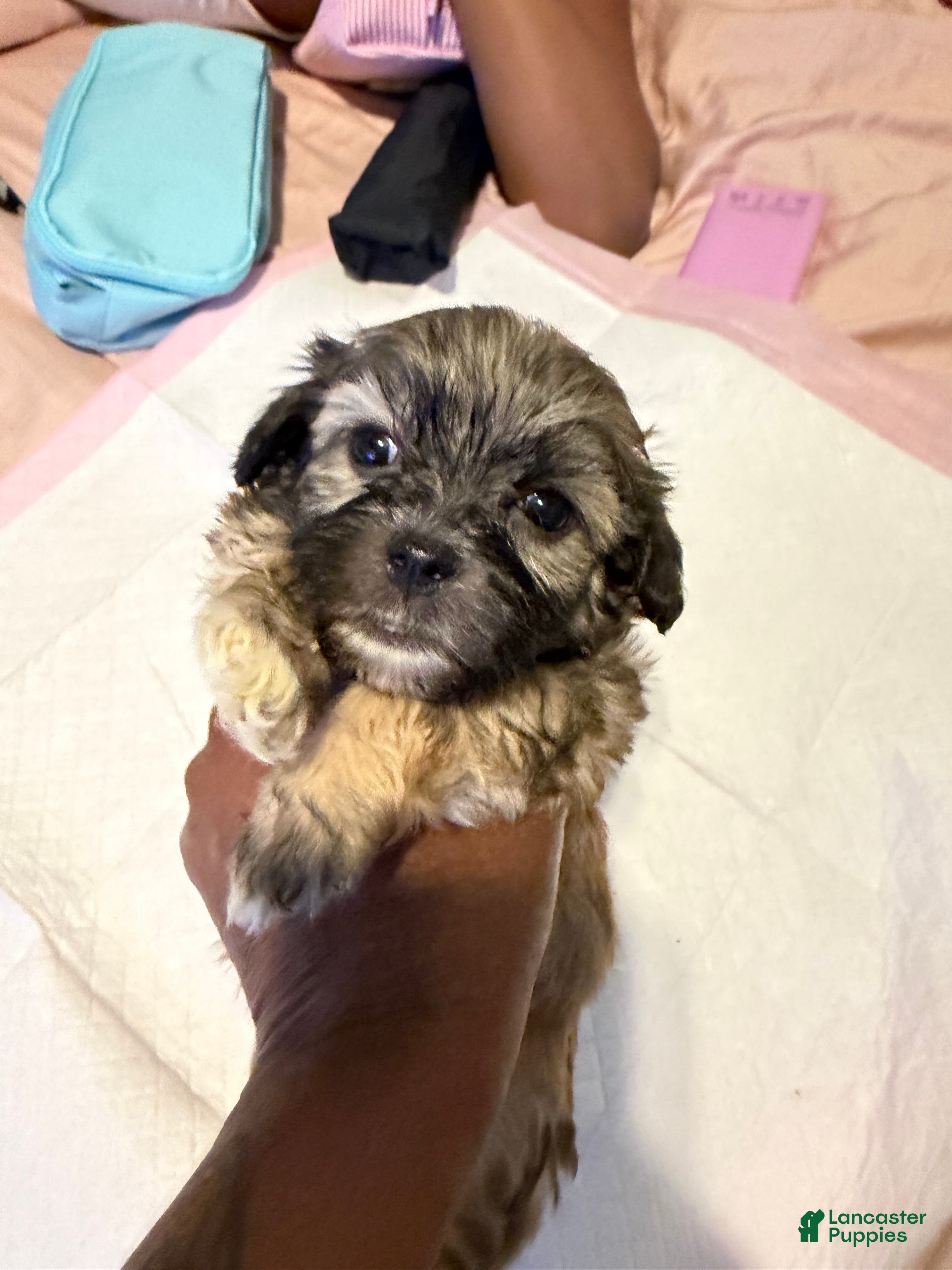 Mixed Breed dogs Mixed Breed Puppy 3 - Ad 6