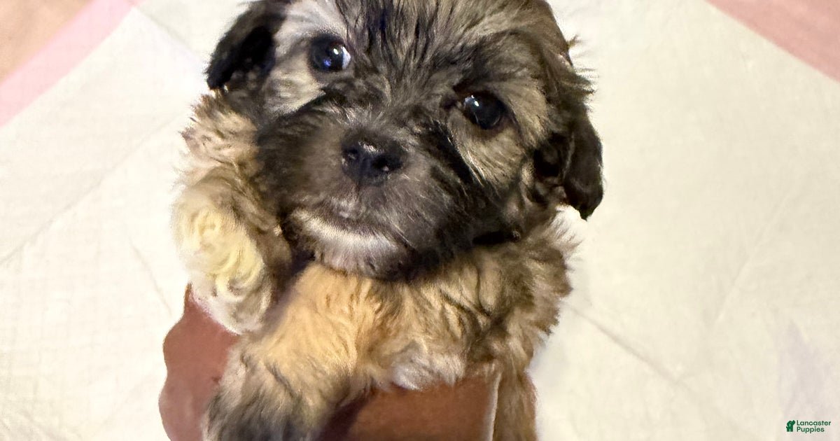 Mixed Breed Puppy 3 for sale in Brooklyn | Lancaster Puppies