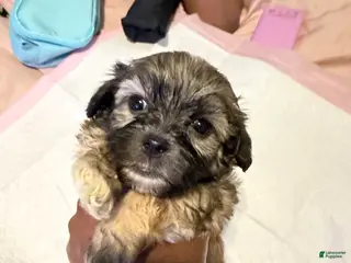 Mixed Breed dogs Mixed Breed Puppy 3 - Ad 42