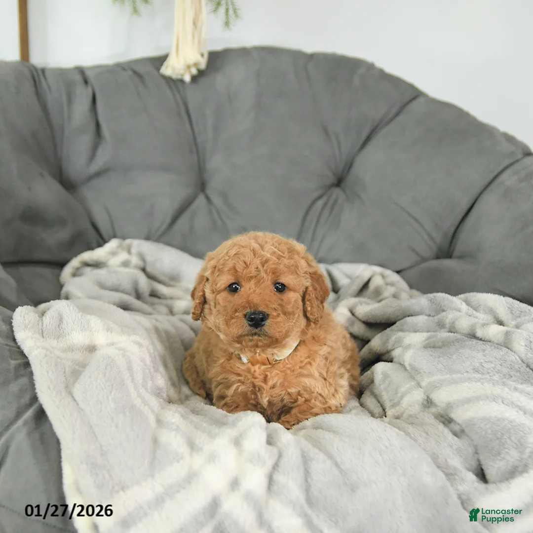 Mini Goldendoodle dogs for sale: Beau - Ad 4