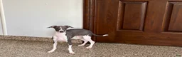 Italian Greyhound dogs for sale: Melanie  - Ad 2