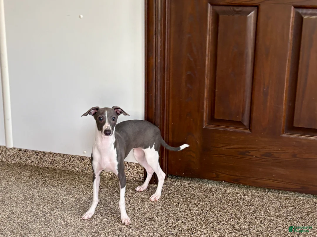 Italian Greyhound dogs for sale: Melanie  - Ad 2