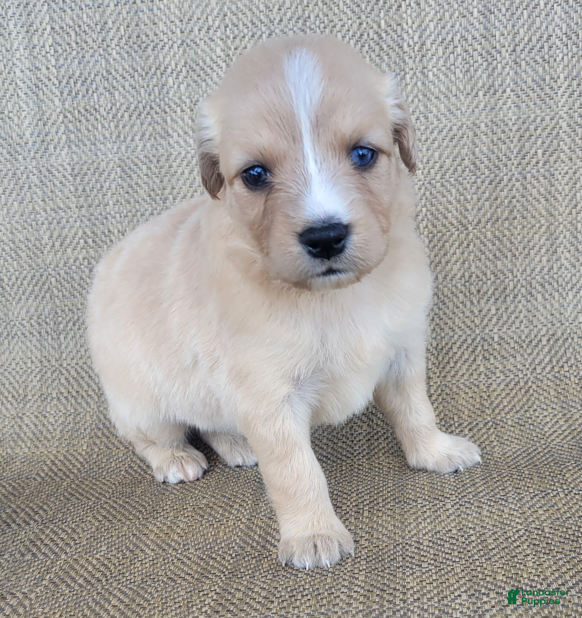 Australian Shepherd dogs Goldie - Ad 2
