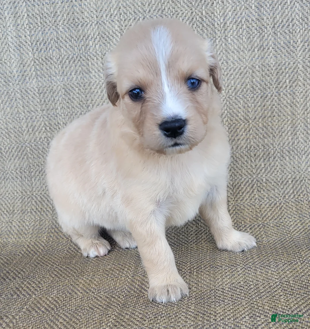 Australian Shepherd dogs for sale: Goldie - Ad 2