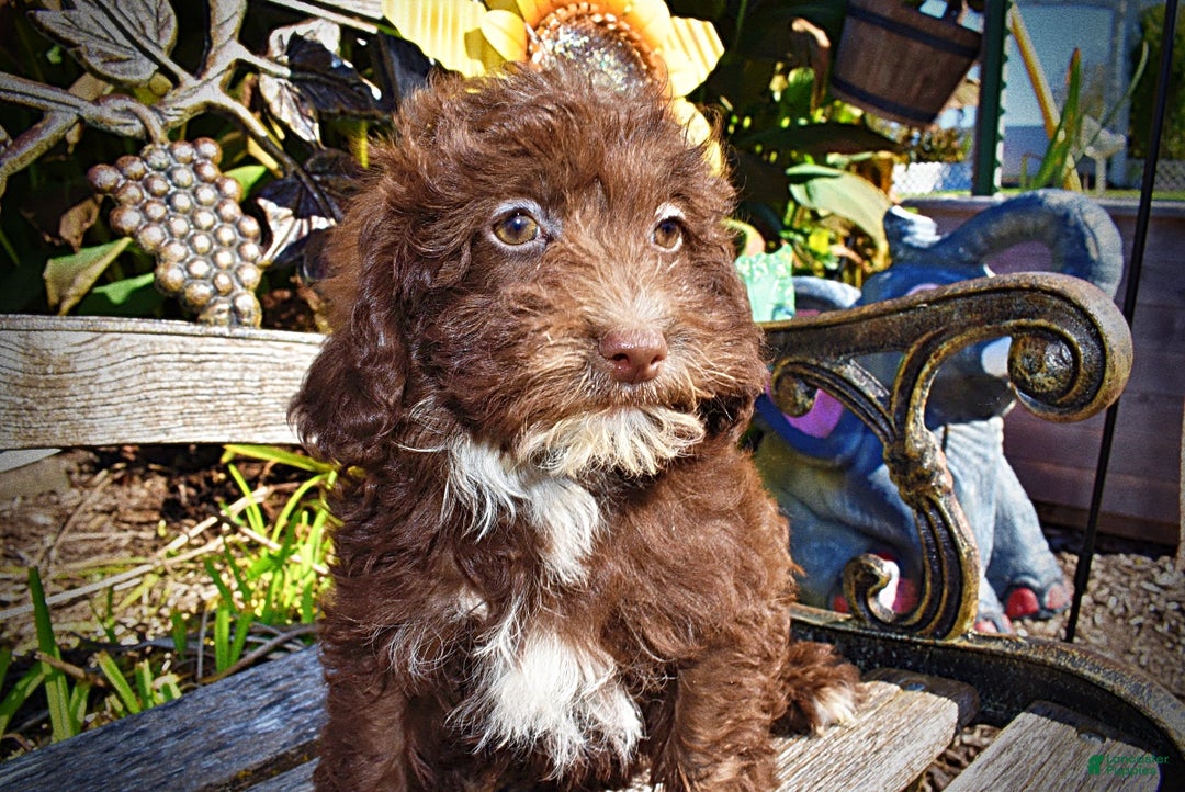 Havapoo dogs for sale: Gonzo  - Ad 5