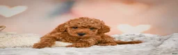 Toy Poodle dogs for sale: Cash - Ad 6