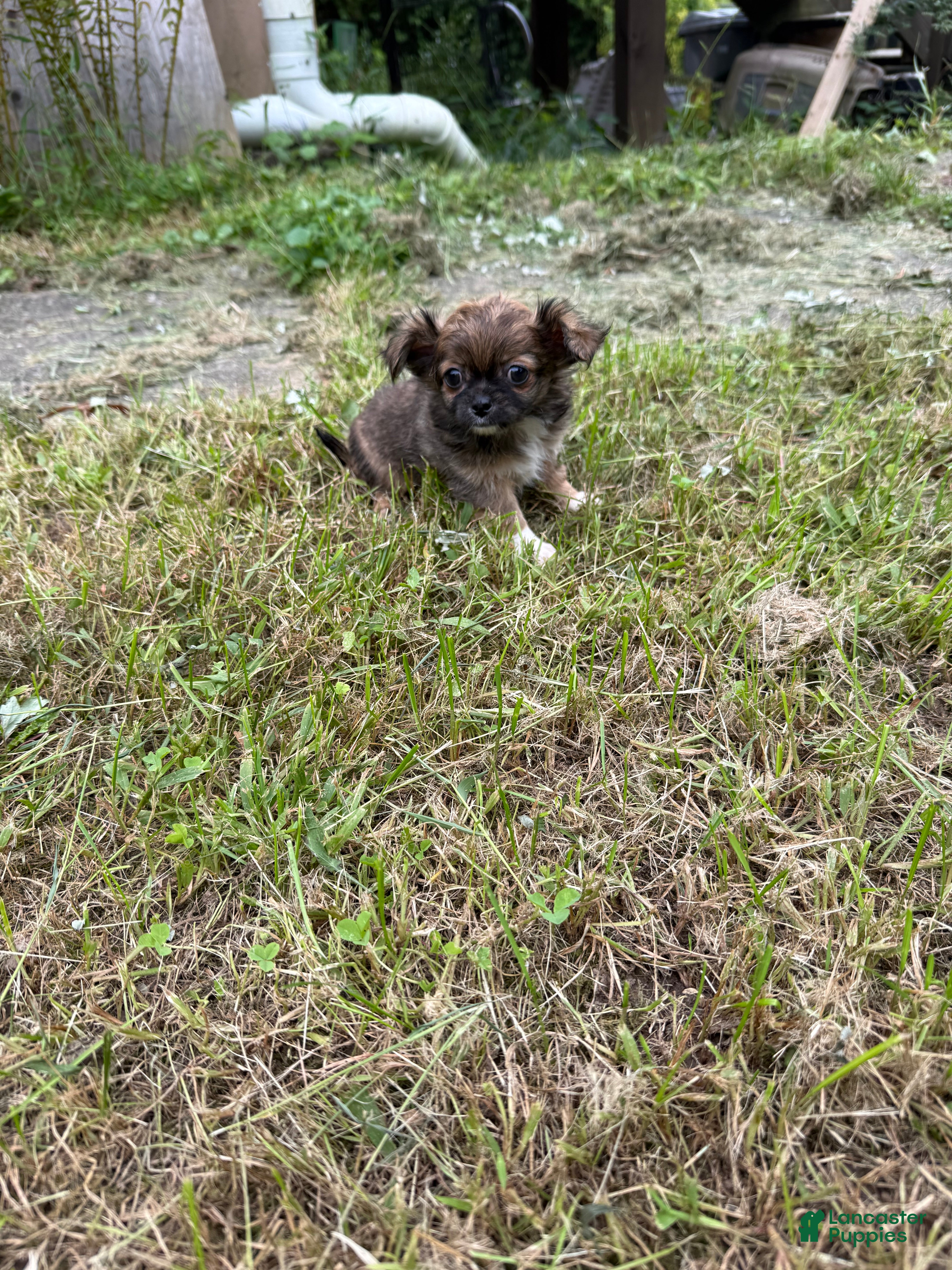 Chihuahua dogs Chihuahua 2 - Ad 2