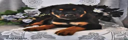 Rottweiler dogs for sale: Penny - Ad 3