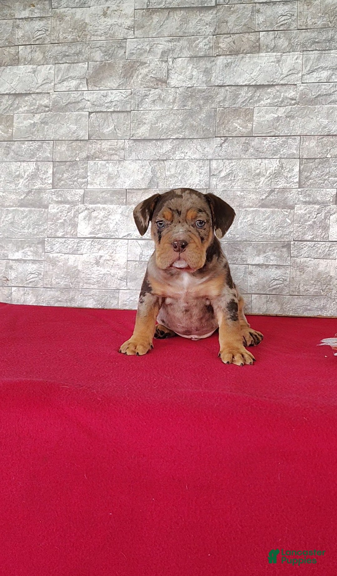 Beabull dogs Riley - Ad 1