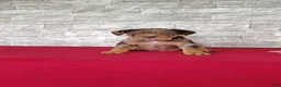Beabull dogs for sale: Riley - Ad 1