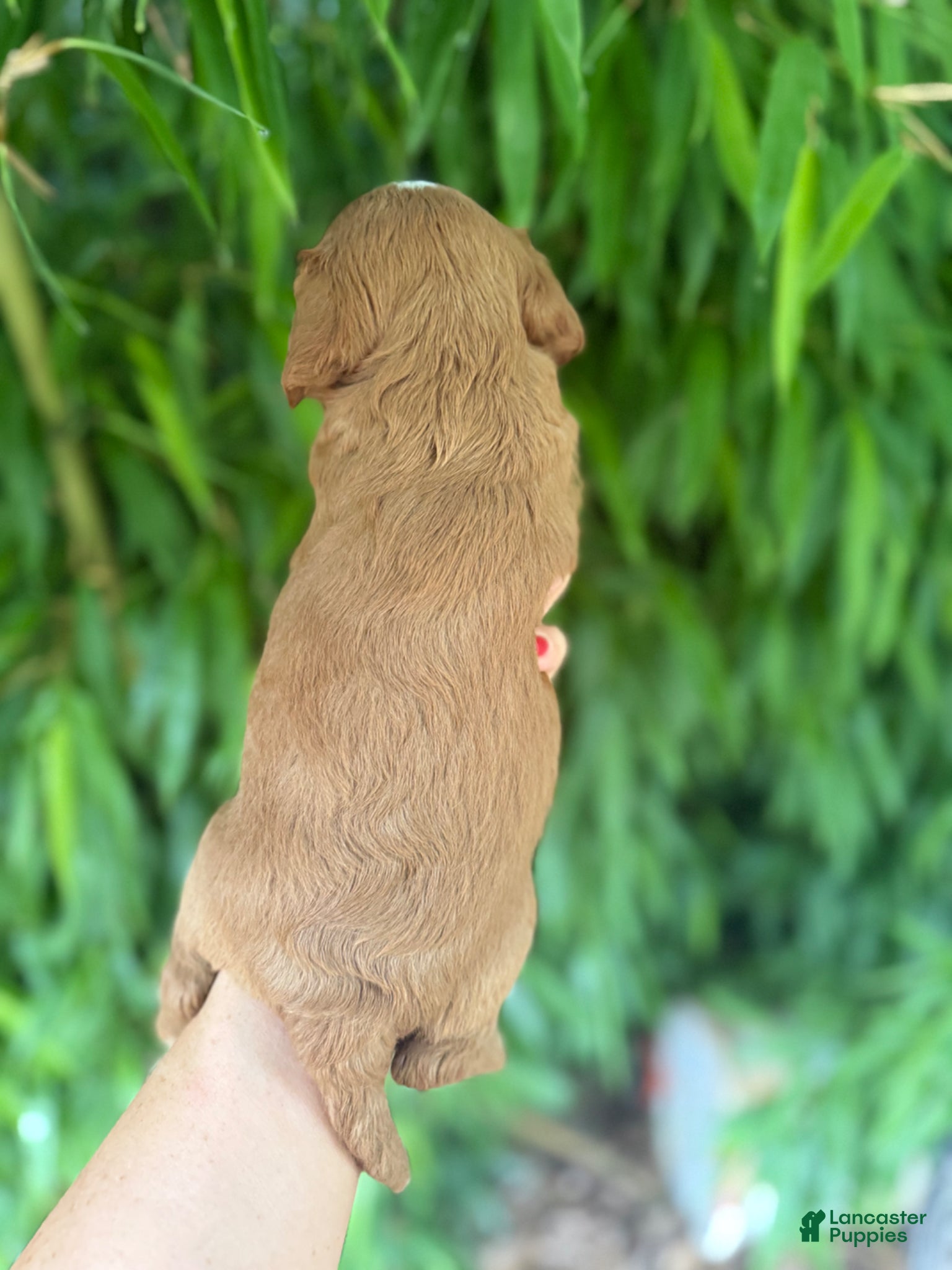 Cavapoo dogs for sale: Cavapoo Puppy 2 - Ad 2