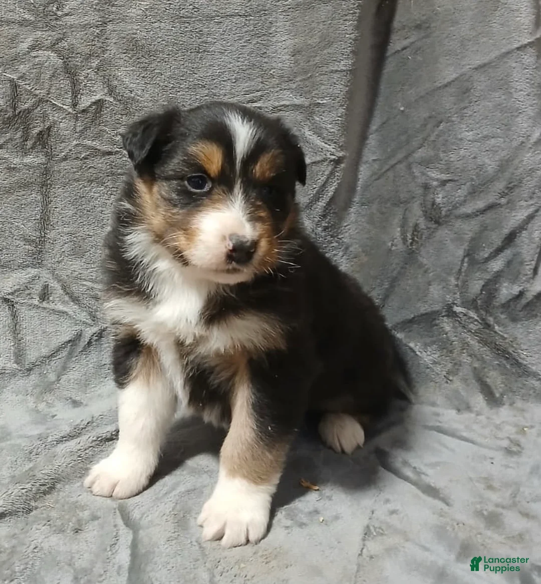 Australian Shepherd dogs for sale: Flynn - Ad 11