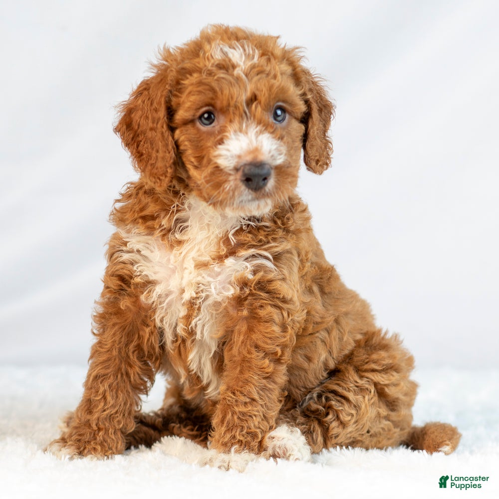 Mini Goldendoodle dogs Marley - Ad 2