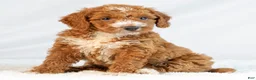 Mini Goldendoodle dogs for sale: Marley - Ad 2