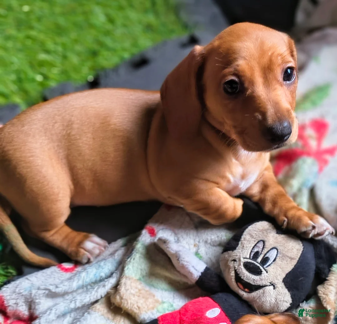 Miniature Dachshund dogs for sale: Frankie - Ad 2