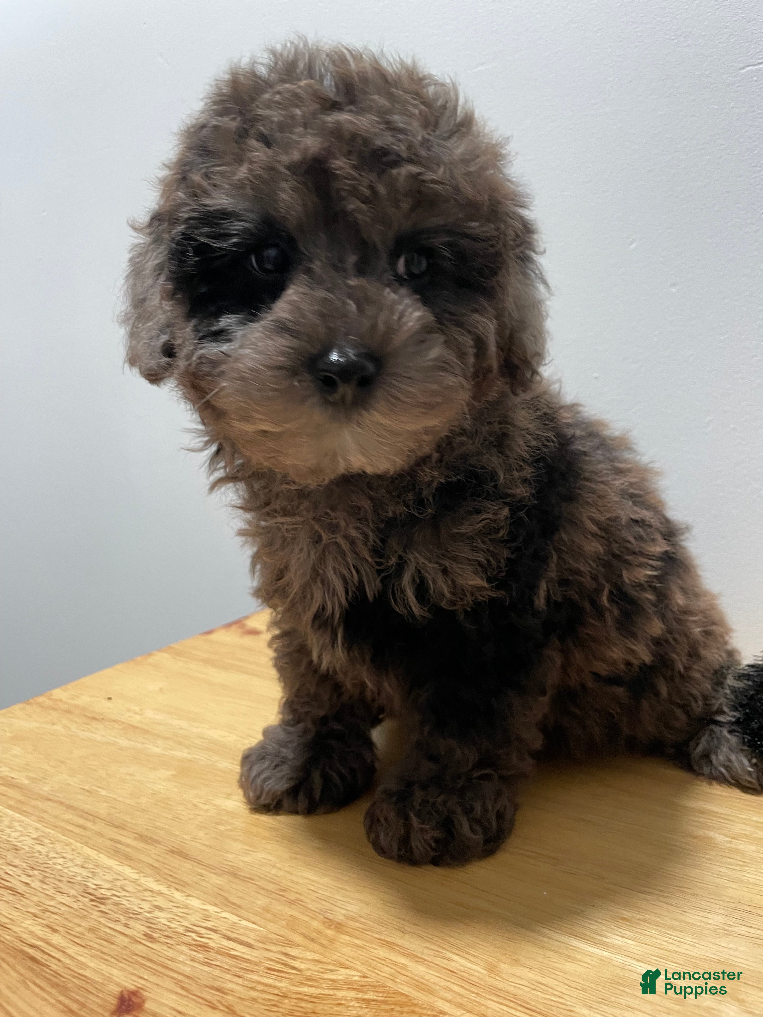 Toy Poodle dogs for sale: Toy Poodle 1 - Ad 2
