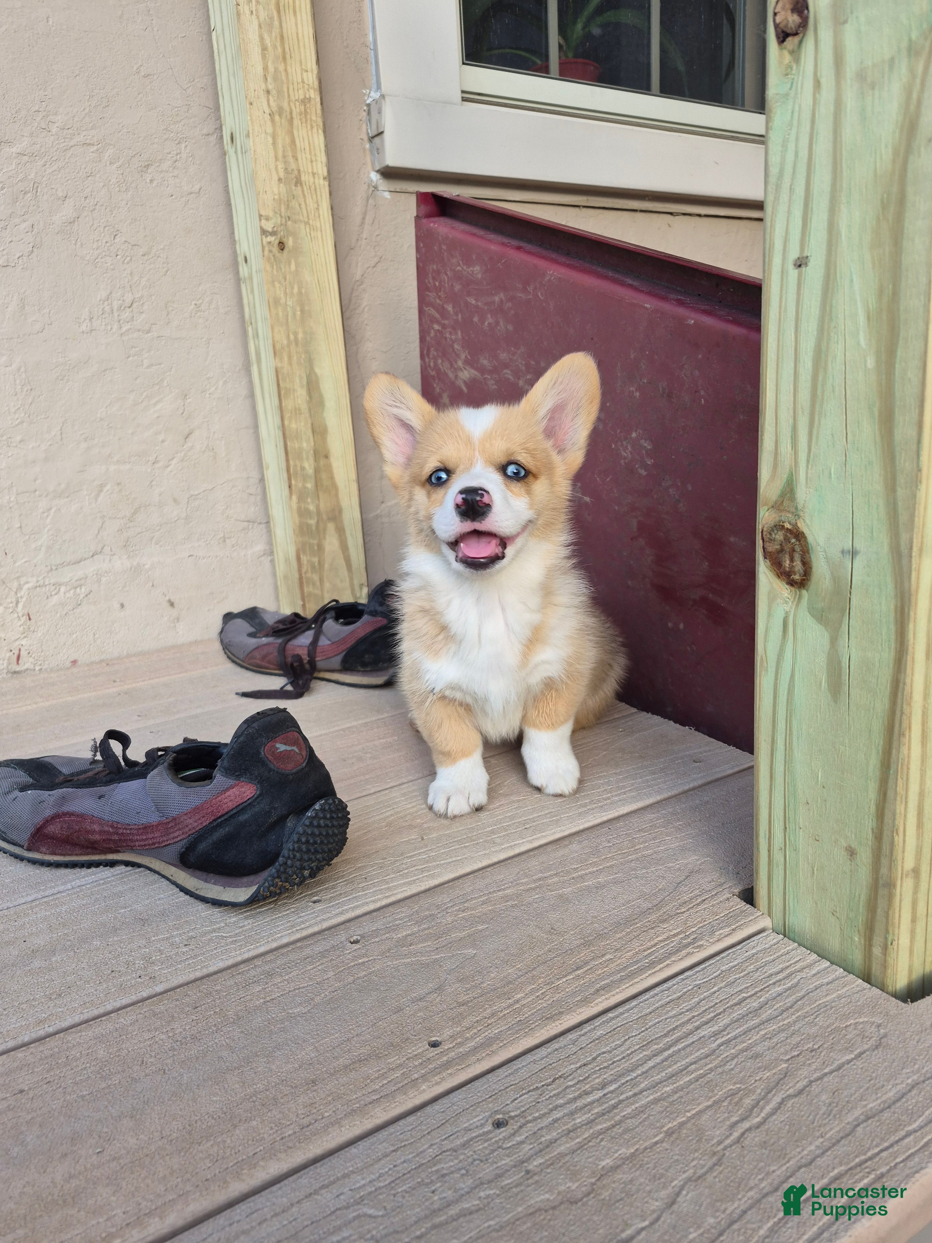 Welsh Corgi Pembroke dogs Pink - Ad 36