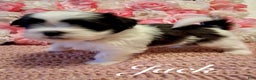 Shih Tzu dogs for sale: Jack - Ad 1