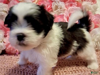 Shih Tzu dogs Jack - Ad 3