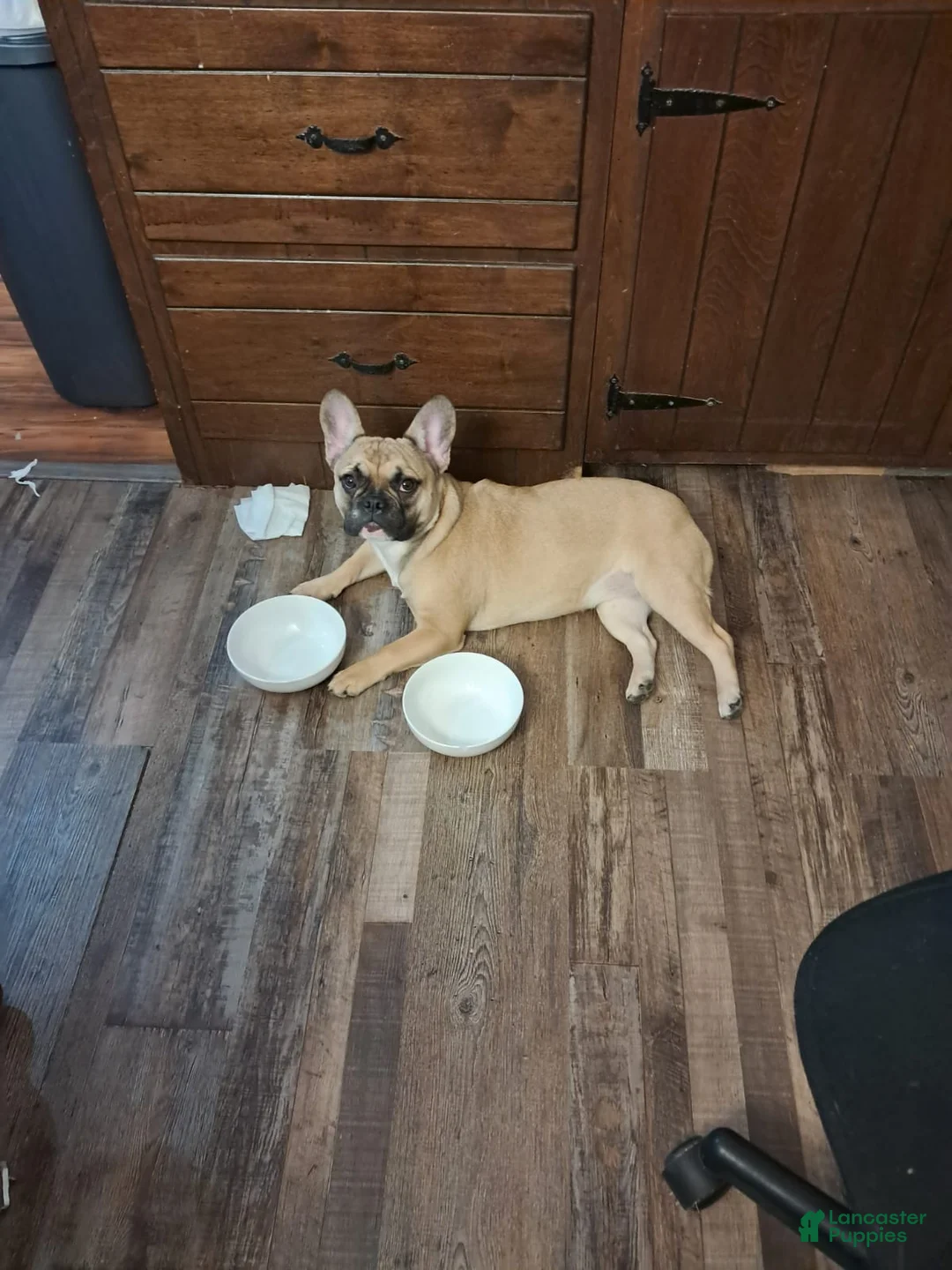 French Bulldog dogs for sale: French Bulldog Puppy 1 - Ad 3