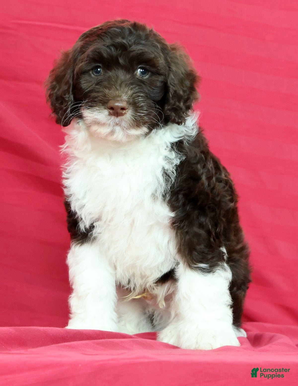 Portuguese Water Dog dogs Romeo - Ad 1