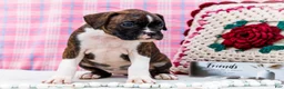 Boxer dogs for sale: Juliette - Ad 4