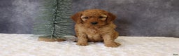 Mini Goldendoodle dogs for sale: Murphy - Ad 3