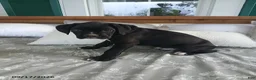 Boxer dogs for sale: Pokey - Ad 4