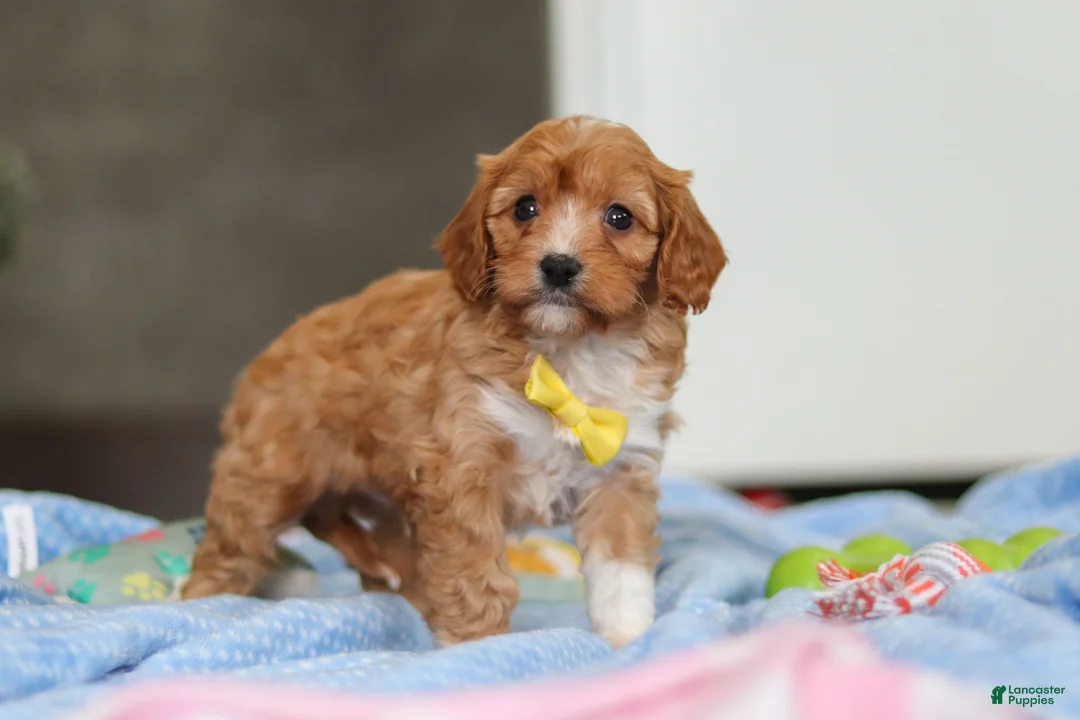 Cavapoo dogs for sale: Max - Ad 5