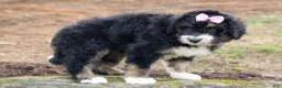 Bernedoodle dogs for sale:  Daisy🩷  - Ad 7