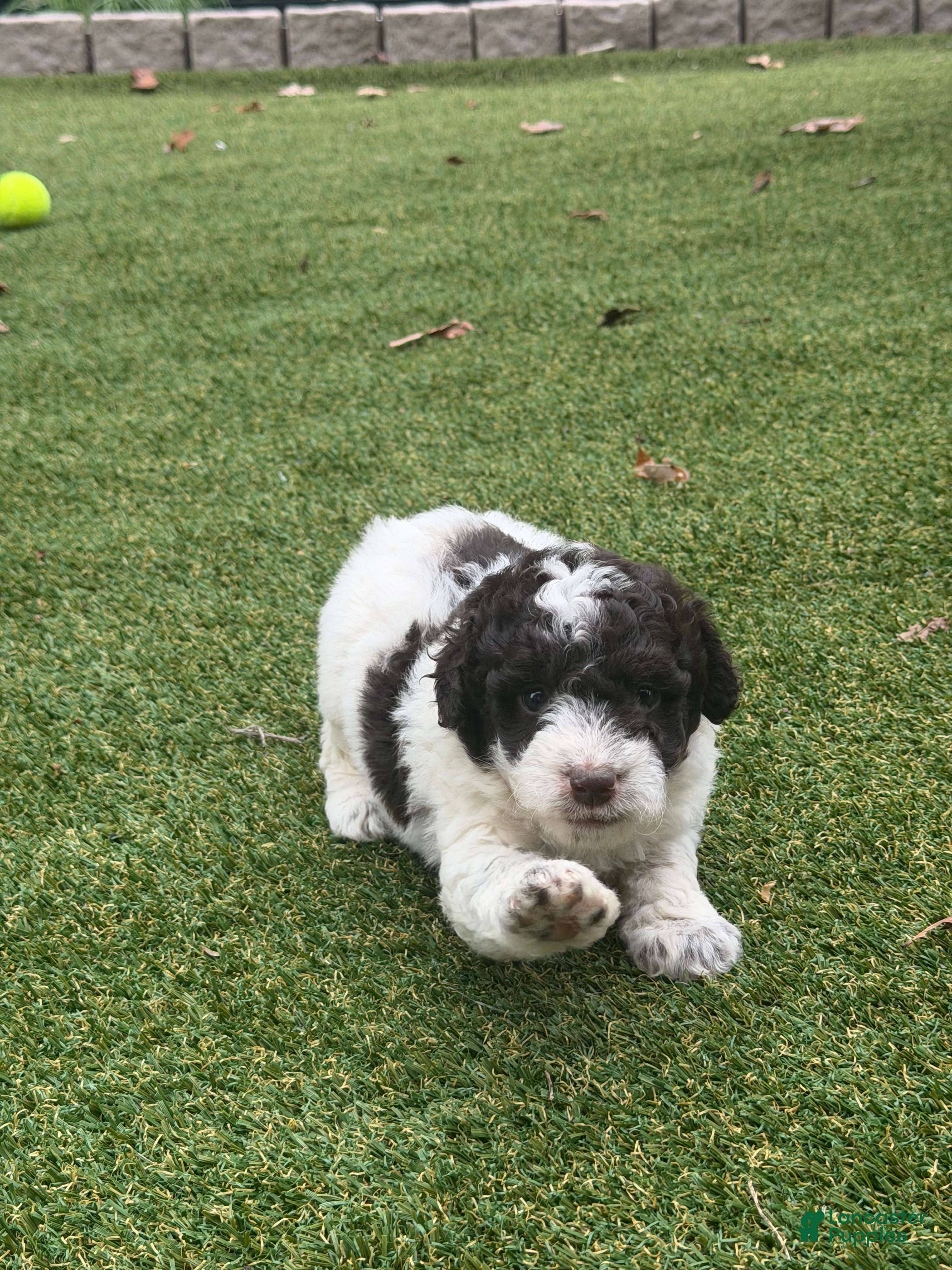 Aussiedoodle dogs Roux - Ad 2