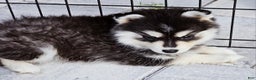 Pomsky dogs for sale: Ally - Ad 4